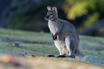 Bennett's wallaby - Macropus rufogriseus, also red-necked wallaby, medium-sized macropod marsupial,...