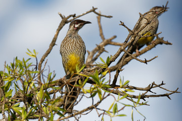 Red Wattlebird - Anthochaera carunculata  is a passerine bird native to southern Australia