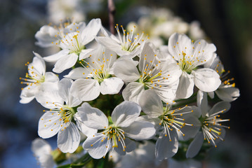 spring flowering of cherry