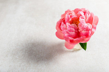 Amazing pink peony on light background. Card Concept, copy space for text