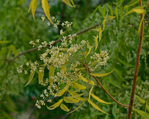 Azadirachta indica, commonly known as neem, nimtree or Indian lilac