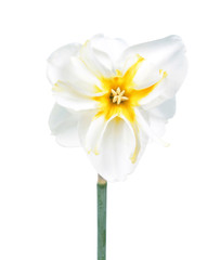 Naklejka na ściany i meble White-yellow flower of Daffodil (Narcissus) close-up isolated on white background. Cultivar Trepolo from Papillon Group
