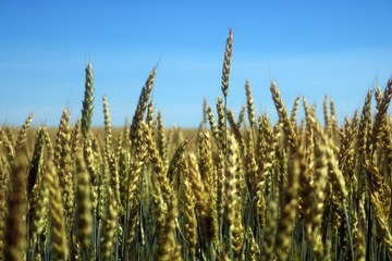 Close-up of nearly ripe wheat in front of a clear blue sky