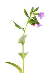 Lungwort (Pulmonaria sp.) plant with purple flowers and green leaves isolated on white background