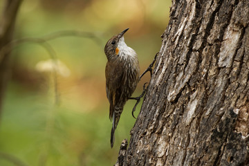 Brown Treecreeper - Climacteris picumnus small bird, largest Australasian treecreeper