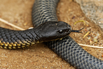Fototapeta premium Tiger snake - Notechis scutatus highly venomous snake species found in Australia, Tasmania. These snakes are highly variable in their colour, often banded like those on a tiger