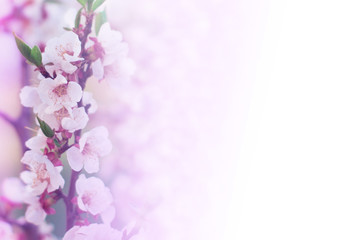 Fototapeta na wymiar Abstract floral background. Delicate spring flowers in pastel colors. Banner background with copy space.