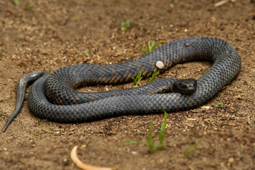 Tiger snake - Notechis scutatus highly venomous snake species found in Australia, Tasmania. These snakes are highly variable in their colour, often banded like those on a tiger