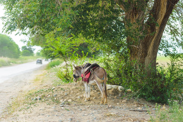 Donkey stands near the road. House donkey in Kyrgyzstan. Trip to Issyk-Kul lake.