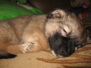 the puppy sleeps sweetly on the couch