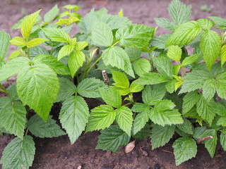 Young bushes of raspberries in garden, plants 
