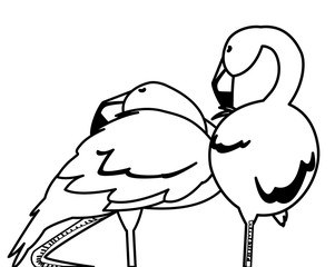 exotic flemish couple birds with different poses