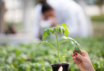 Agronomist holding seedling in flower pot in greenhouse