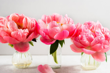 Bunch of amazing pink peonies on light background. Card Concept, copy space for text