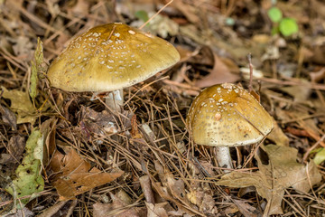Wild mushrooms in forest