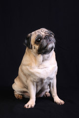 Fototapeta premium Buldogue fofinho