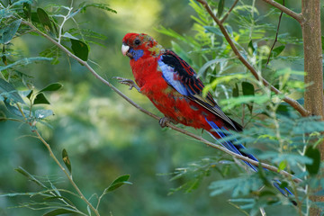 Crimson Rosella - Platycercus elegans a parrot native to eastern and south eastern Australia, introduced to New Zealand and Norfolk Island, mountain forests and gardens