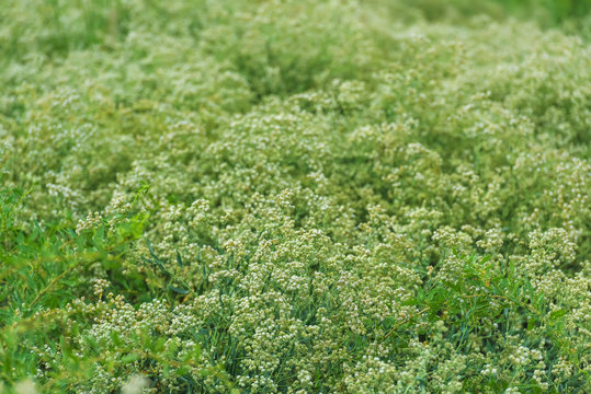 Wildflowers in Kyrgyzstan. Wild plants in nature. Green shrubs with white blossoms.