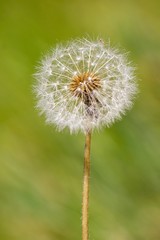 dandelion blowball on blurred background