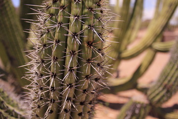 CACTUS