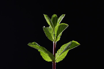 A branch of mint on a black background. Mint leaves on a black background. Beautiful light. Under the cutout for designers. Place for inscription.