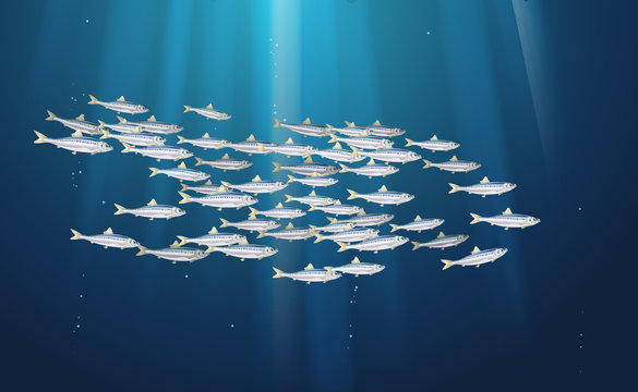 Sardine, Ivasi fishes background, marine life in schools. Banner fish flock, simple water inhabitants. Seafood packaging and market. Vector illustration used in backdrop design. EPS10 or water nature