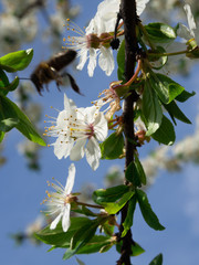 Blossoming branch of mirabelle with young, lush green leaves.