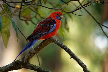 Crimson Rosella - Platycercus elegans a parrot native to eastern and south eastern Australia, introduced to New Zealand and Norfolk Island, mountain forests and gardens