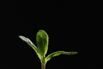 A branch of mint on a black background. Mint leaves on a black background. Beautiful light. Under the cutout for designers. Place for inscription.