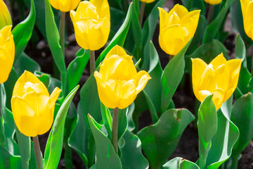 tulips in a field of tulips. Bright tulips. Beautiful tulips in spring time. Colorful tulips flower...