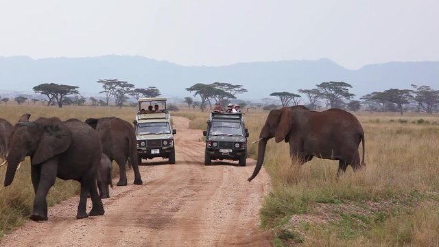 Elephants migrate across the plains of the Serengeti, Tanzania, Africa with safari vehicles foreground.