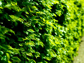Background composed of hedge with fresh green leaves illuminated by strong summer or spring or seasonal sun light, with out of focus area visible from perspective.