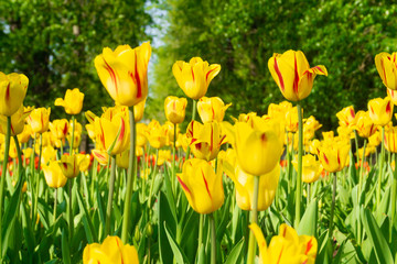 Obraz premium Holland tulips in spring season. Field with tulips in the Netherlands.