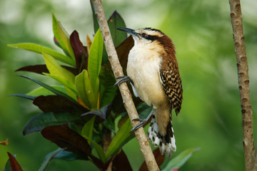 Rufous-naped wren - Campylorhynchus rufinucha is songbird of the family Troglodytidae, the wrens. It is a resident breeding species from central-southwest Mexico to northwestern Costa Rica