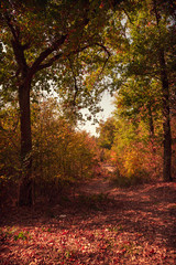 Obraz premium Wald im Herbst