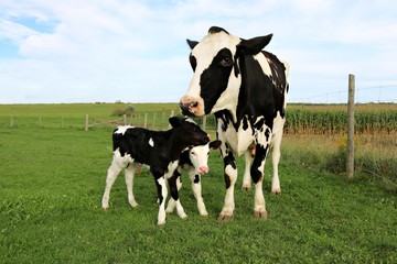 Holstein cow stands with her newly born twin calves in the field