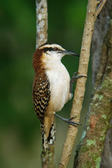 Rufous-naped wren - Campylorhynchus rufinucha is songbird of the family Troglodytidae, the wrens. It is a resident breeding species from central-southwest Mexico to northwestern Costa Rica
