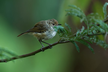 Brown Thornbill - Acanthiza pusilla  passerine bird found in eastern and south-eastern Australia, including Tasmania, feeds on insects