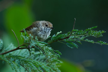 Brown Thornbill - Acanthiza pusilla  passerine bird found in eastern and south-eastern Australia, including Tasmania, feeds on insects