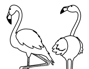 exotic flemish couple birds with heads up