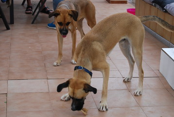Brother and Sister Boxer-Cross Canines Playing