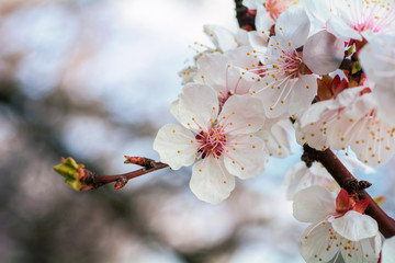 A branch of cherry blossoms. Spring young sakura flowers