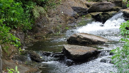 flora y fauna de galicia 