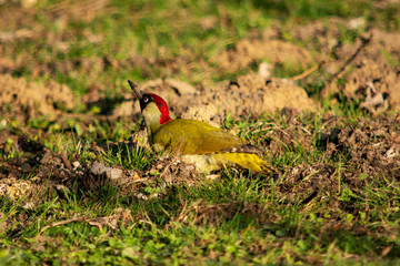 dzięcioł żółty © Dariusz Grochal 