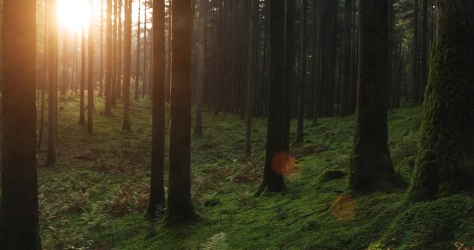 Beautiful golden sun light in magic mossy forest wit flying insects. 