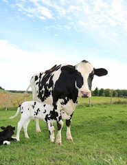 Fototapeta na wymiar Newborn Holstein calf snuggles under mom on pasture