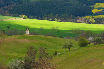rural landscape with green field and trees