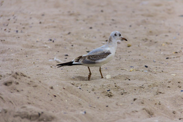 seagull on the seashore in flight