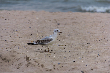 seagull on the seashore in flight