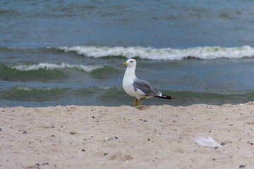 seagull on the seashore in flight